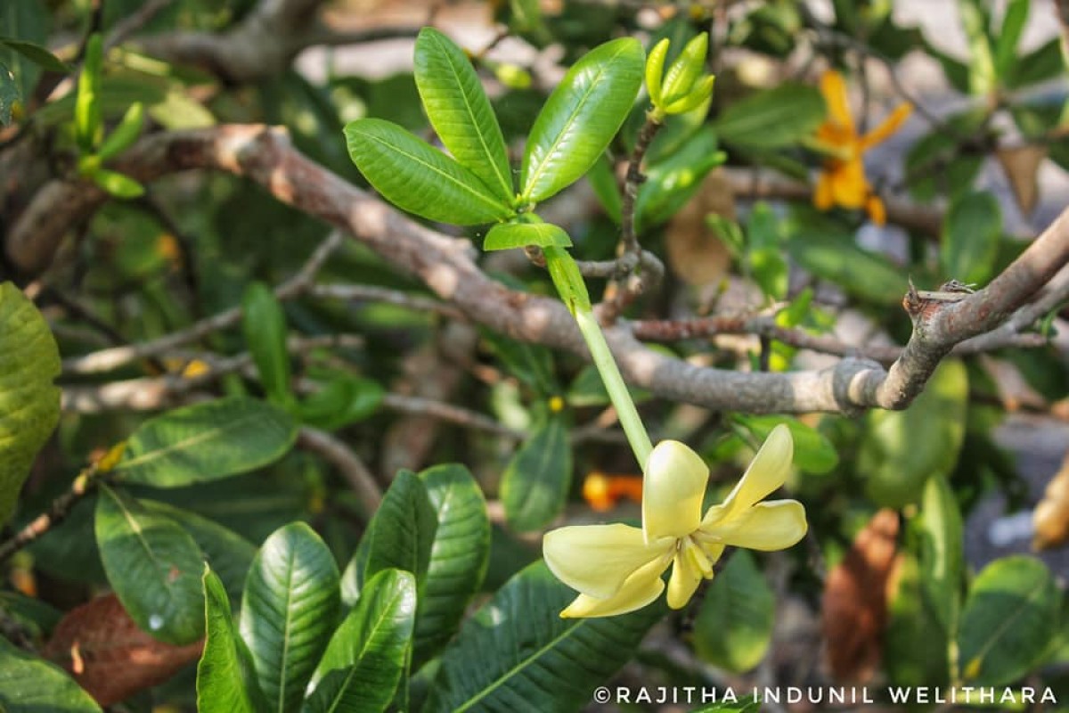 Gardenia fosbergii Tirveng.